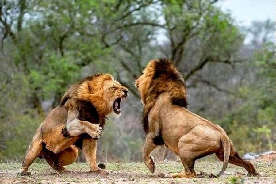 কোন সময়ে যাবেন: এখানে বেড়াতে যাওয়ার বছরের সেরা সময় ডিসেম্বর থেকে মার্চ মাস। এপ্রিল-মে,  এই দু'মাস এখানে খুবই গরম। যদিও বন্যজীব সমূহ দেখার এবং আলোক চিত্রের জন্য এটাই শ্রেষ্ঠ সময় গির অরণ্যে আসার। এ ছাড়া,  প্রতি বছর ১৬ জুন থেকে ১৫ অক্টোবর গির জাতীয় উদ্যান এবং বন্যপ্রাণী অভয়ারণ্য পর্যটকদের জন্য সম্পূর্ণ বন্ধ থাকে।