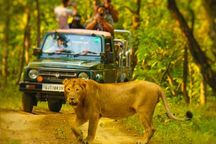 অরণ্য সাফারি:  গির জাতীয় উদ্যান এবং বন্যপ্রাণী অভয়ারণ্যে জিপ সাফারি যেমন গা-ছমছমে দুর্দান্ত, তেমনই তুমুল জনপ্রিয়। সাফারি সংক্রান্ত খবরাখবর নিতে গুজরাত ট্যুরিজম-এ কথা বলে নিন। কিছু ওয়েবসাইটেও তথ্য পাওয়া যায়।  