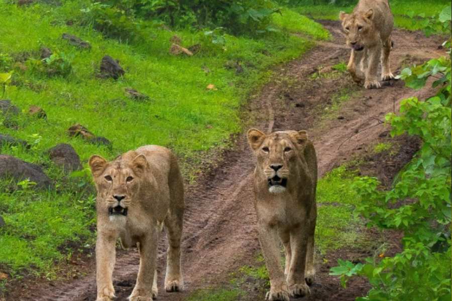  কত সিংহ আছে এখানে: ২০১৫ সালে ১৪তম এশিয়াটিক সিংহ গণনায় গির অরণ্যে মোট ৫২৩টা সিংহের সন্ধান পাওয়া গিয়েছিল। পুরুষ-মহিলা-শাবক,  তিন ধরনের সিংহ-সিংঘি মিলিয়ে। সব অরণ্যের মতোই গির অরণ্যেরও নিজস্ব আদিম চরিত্র আছে। গন্ধ,  মাদকতা,  রহস্যময়তার চরিত্র। আর সেই রুক্ষ, বন্য প্রাচীন আদিমতার সঙ্গে মুখোমুখি হতে হলে অবশ্যই গির অরণ্যে বেড়াতে যেতে হবে।