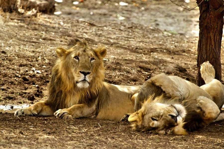  গভীর জঙ্গলের ভেতর অজগরের মতো এঁকে বেঁকে চলে যাওয়া কালো পিচের সরু রাস্তা দিয়ে জিপ-সাফারি করতে করতে মা দুর্গার বাহনের পাশাপাশি বিরাট পেখম তোলা বনময়ূরী এবং চঞ্চল হরিণীর দল যখন দেখতে পাওয়া যায়। এই প্রতিবেদনটি ‘আনন্দ উৎসব’ ফিচারের একটি অংশ। 