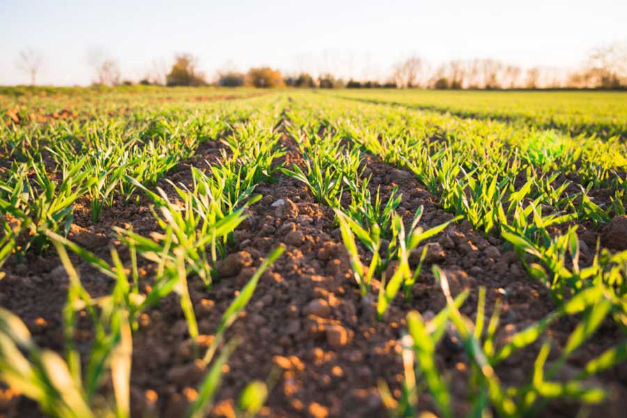 স্বোয়ালবার্ড দ্বীপপুঞ্জের পাহাড়ের কোলে এই ভল্টের প্রয়োজন পড়ল কেন? এর উত্তর লুকিয়ে রয়েছে আধুনিক সভ্যতার ‘অভিশাপে’। গত ৫০ বছরে বিশ্ব জুড়েই কৃষিকাজের পদ্ধতিতে আমূল পরিবর্তন হয়েছে। প্রযুক্তির উপর ভর করে ফসল ফলানোর কাজ শুরু হওয়ায় খাদ্যশস্য উৎপাদনের পরিমাণ বৃদ্ধি পেয়েছে। তবে উৎপাদন বৃদ্ধি পেলেও তা আঘাত হেনেছে জীববৈচিত্রে।