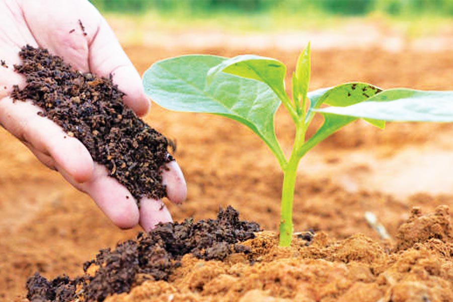 আমেরিকার সংবাদমাধ্যম ‘টাইম’-এর একটি প্রতিবেদন অনুযায়ী, ফলন বৃদ্ধি পেলেও গোটা বিশ্বে মানুষের খাদ্যের চাহিদার ৯৫ শতাংশ মেটাতে পারে মাত্র ৩০টি ফসল। উদাহরণ হিসাবে বলা যায়, গত শতকের পঞ্চাশের দশকে উৎপাদিত ধানের বীজের মধ্যে মোটে ১০ শতাংশ এখনও ফসল হিসাবে ফলানো যায়।