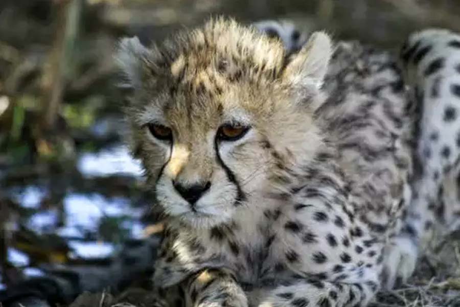 Cheetah cub born in India was rejected by mother.