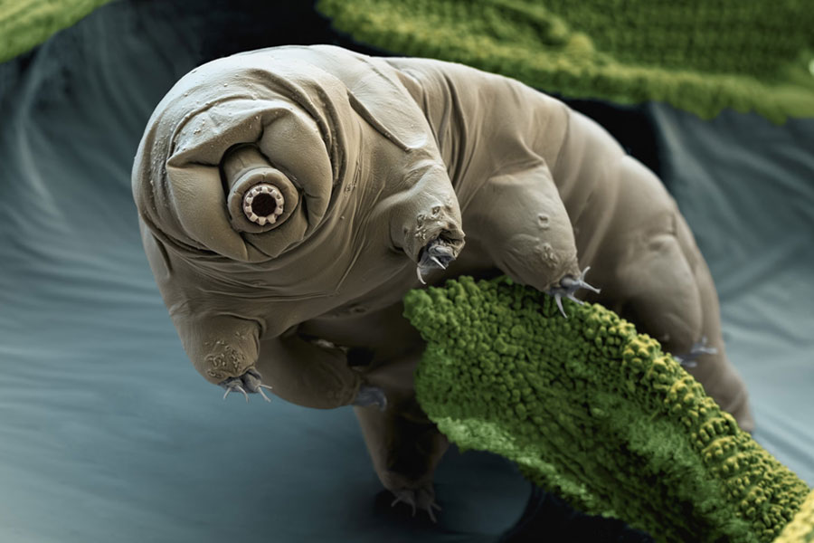 All you need to know about micro animal Water Bear