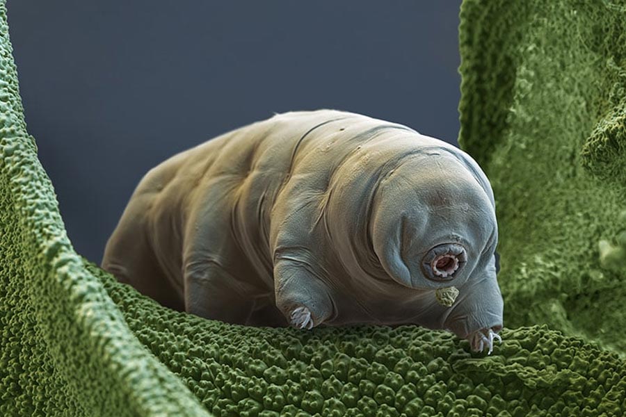 All you need to know about micro animal Water Bear