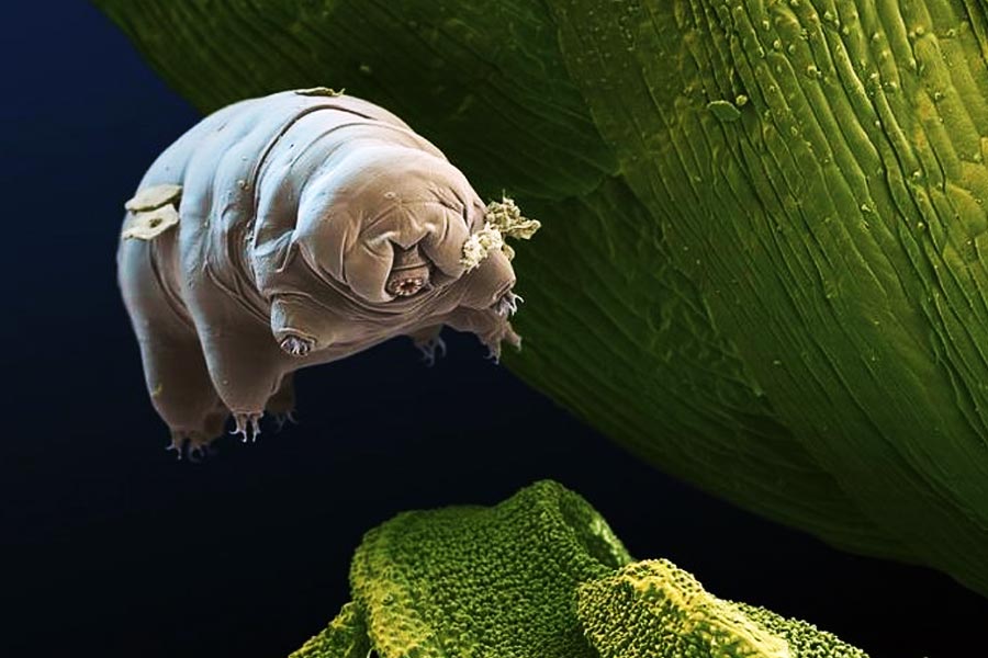 All you need to know about micro animal Water Bear