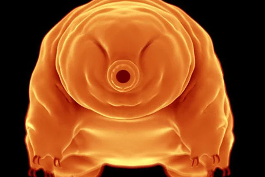 All you need to know about micro animal Water Bear