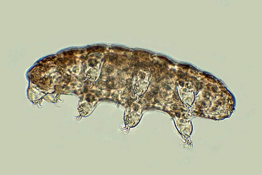 All you need to know about micro animal Water Bear
