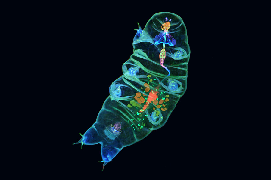 All you need to know about micro animal Water Bear