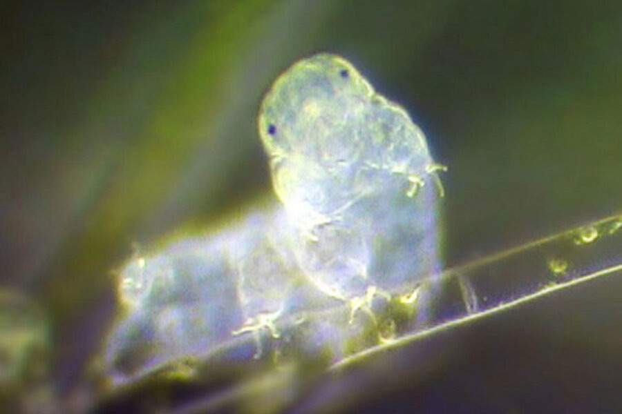 All you need to know about micro animal Water Bear