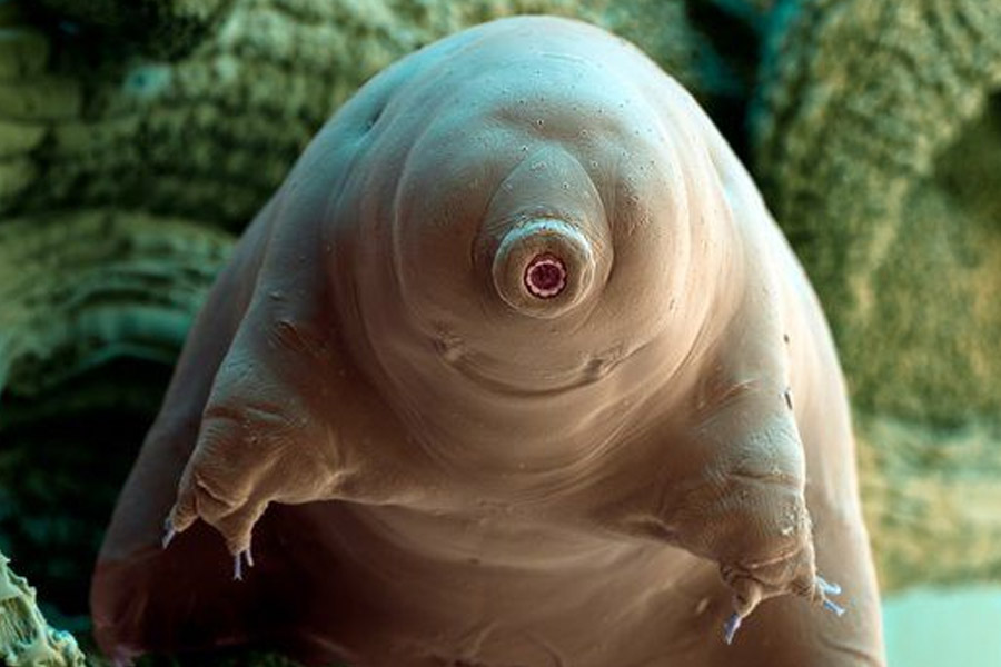 All you need to know about micro animal Water Bear
