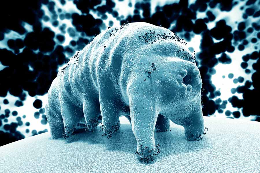 All you need to know about micro animal Water Bear