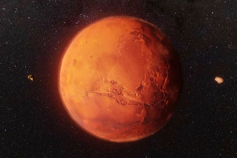 All you need to know about micro animal Water Bear