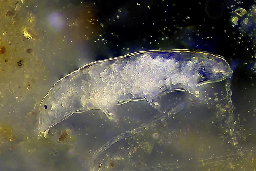 All you need to know about micro animal Water Bear