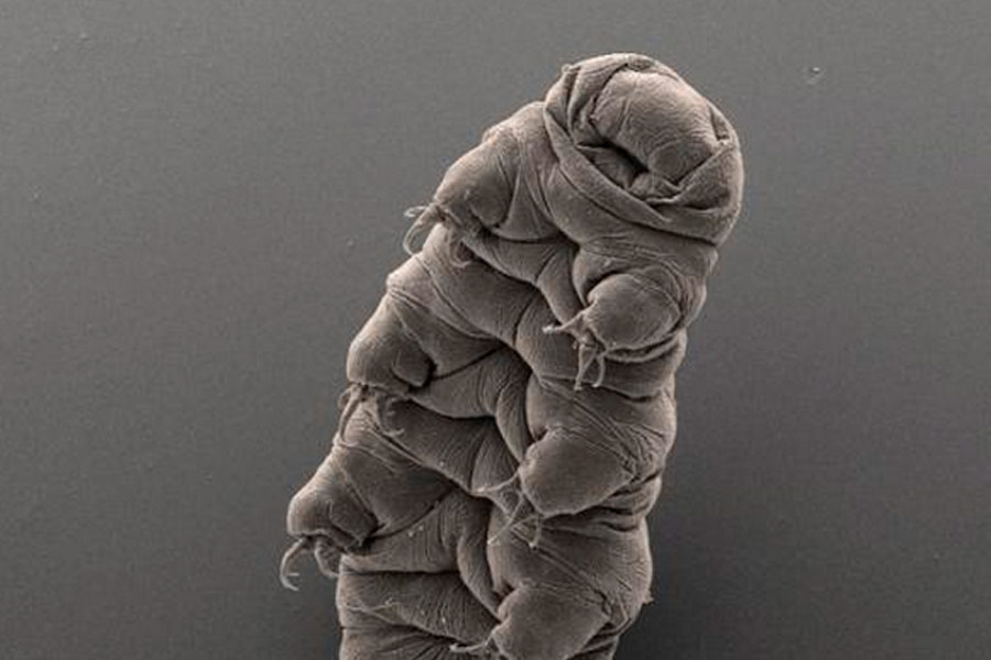 All you need to know about micro animal Water Bear