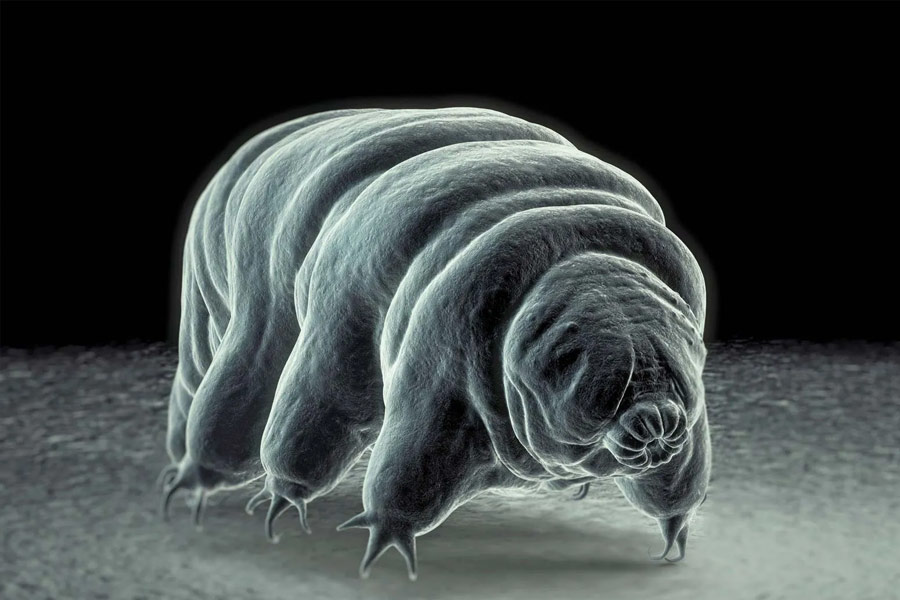 All you need to know about micro animal Water Bear
