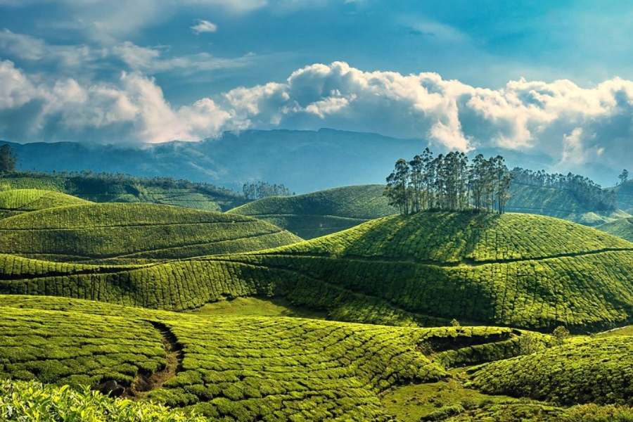 মুন্নার--- দেশ বিদেশের নানা মানুষ মুন্নারের অপার্থিব রূপ দেখতে সারা বছরই আসেন। তবে বর্ষার সময় মুন্নারের যে রূপ থাকে,  তা নিজে চোখে না দেখলে বিশ্বাস করা যায় না! একরের পর একর টানা চা-বাগান,  আর পাহাড়ি জঙ্গল। ফুরফুরে শান্ত এই জায়গাটি চোখের জন্য আরামের।  