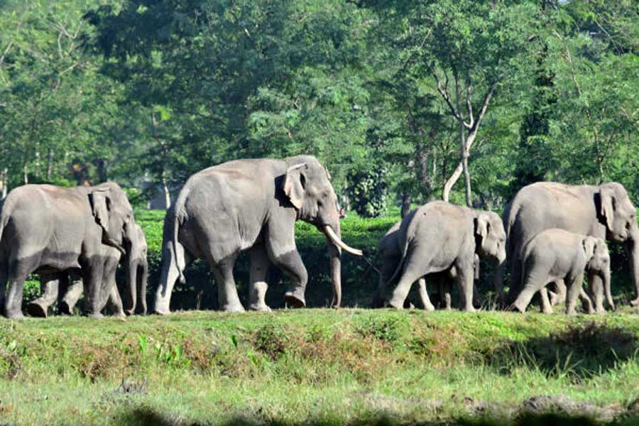 Wild Elephant horde