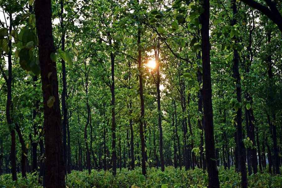 ড়িশা- ঝাড়খণ্ডের সীমান্তে প্রান্তিক স্টেশন বারবিল। ছোটনাগপুর মালভূমির গল্প পড়তে আসা বোহেমিয়ানদের কাছে দু-তিন রাতের সফর যেন শুরুতেই " লাভ অ্যাট ফার্স্ট সাইট"।  আসলে এ সফর অলস বিলাসিতার। এখানে লোহাচুরের গন্ধ মাখা আগুন বাতাস আর বাদামি ঝরাপাতার স্তূপের বাঁকে পাক খেতে খেতে পথ হারিয়ে যায় বোলানির পেটে। আর সেখান থেকেই এ পথে-সে পথে  কিরিবুরুর ভালবাসার গোপন চিঠি খোলে ধীরে ধীরে।