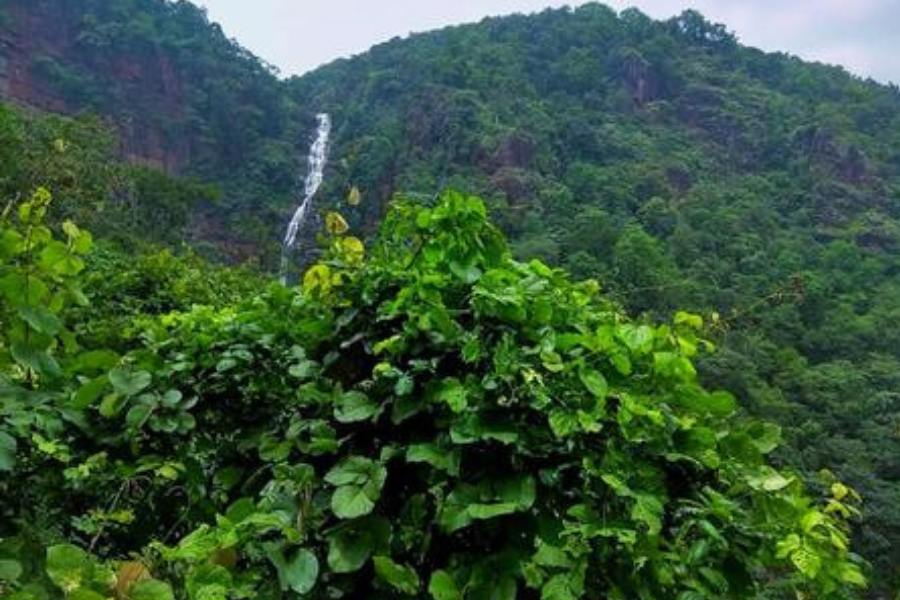 খরচ - কম খরচে ঘুরতে গেলে ছ'জনের দল করা ভাল। কারণ জঙ্গল সফর হয় শুধুমাত্র ছ'সিটের বোলেরোয়। বাজেট অনুসারে হোটেল বুকিং করলে অথবা প্যাকেজ নিলেও কম খরচে ঘুরে নেওয়া যায়। বর্ষাতেও জঙ্গল খোলা আর জলপ্রপাতের রূপও অসাধারণ।