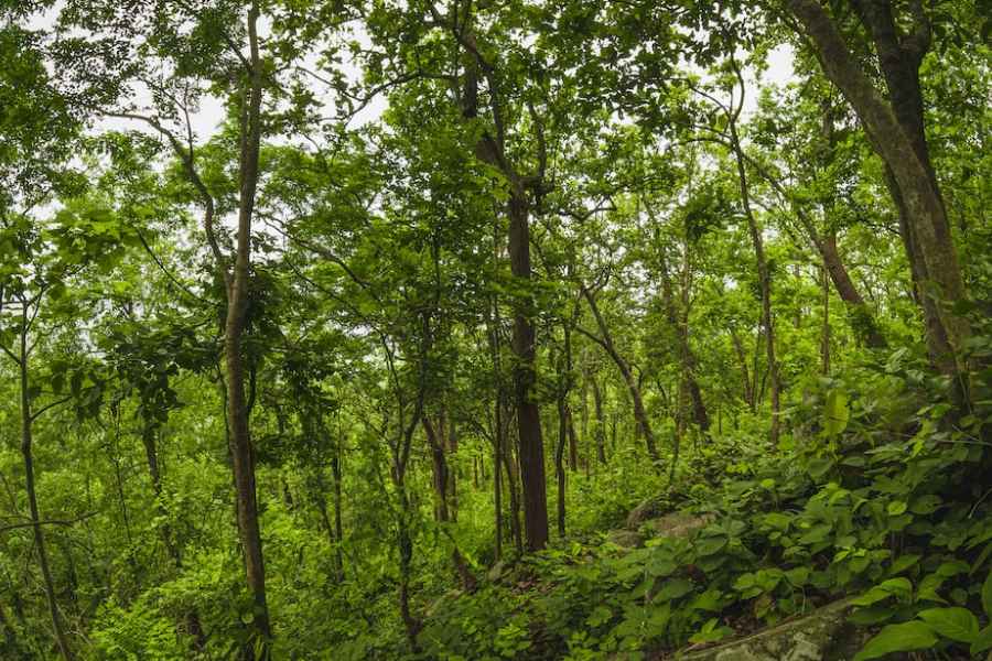 বিধিনিষেধ- সারান্ডার জঙ্গলে প্রবেশের অনুমতিপত্র তৈরি করে নিতে হয় মেঘাতাবুরুর বন দফতরের অফিস থেকে, যা ছাড়া জঙ্গলে প্রবেশ নিষেধ। তার জন্য চাই সচিত্র পরিচয়পত্র (আসল) ও একটা স্বপ্রত্যায়িত (সেল্ফ অ্যাটেস্টেড) ফোটোকপি। জঙ্গলের গভীরে একা প্রবেশ করবেন না। এটি হাতি চলাচলের প্রধান পথ। জঙ্গলে থাকা ওপেনকাস্ট লোহার খনির ছবি তোলাতেও বিধিনিষেধ মেনে চলতে হয়। জঙ্গল ও জলপ্রপাত গুলিতে ঘোরাঘুরি করার জন্য উপযুক্ত জুতো পরুন। মনে রাখবেন, সারান্ডা সফরে প্যাকড লাঞ্চ নিয়ে যেতে হয়। ভিতরে খাওয়ার কোনও ব্যবস্থা নেই।  ঘোরার সময়- তিন রাত-চার দিন অথবা দু'রাত-তিন দিনেও ঘোরা যায়। দু'রাতের ক্ষেত্রে সারান্ডা সফর অধরা রয়ে যাবে।
