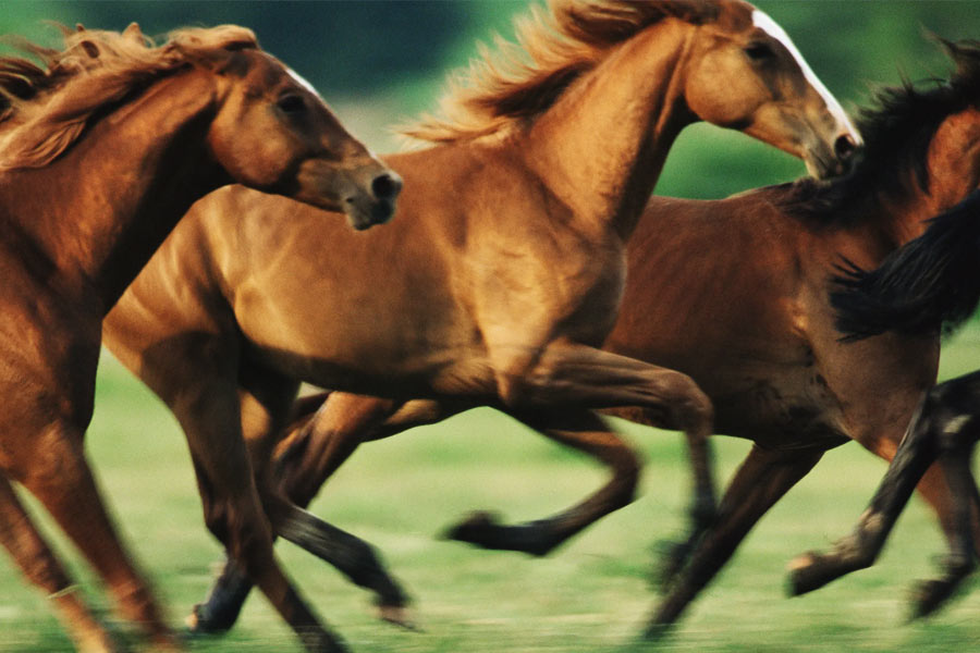 image of horses 