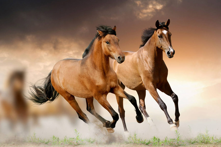 image of horses 