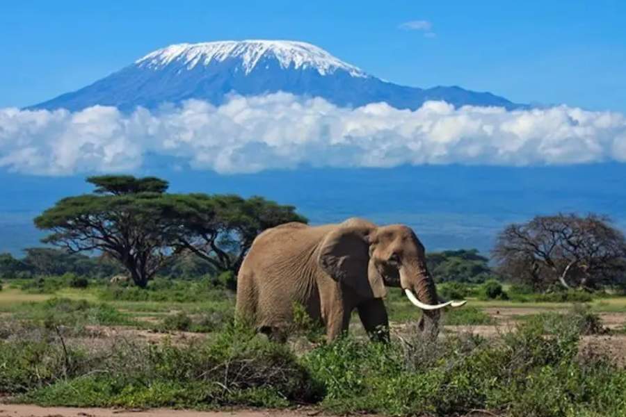 সুউচ্চ পর্বতমালা, দুর্গম ঘন জঙ্গলে ঢাকা গা ছমছমে পরিবেশ। নানা প্রজাতির হিংস্র জীবজন্তুর ছড়াছড়ি। আফ্রিকা! একরাশ রোমাঞ্চ!