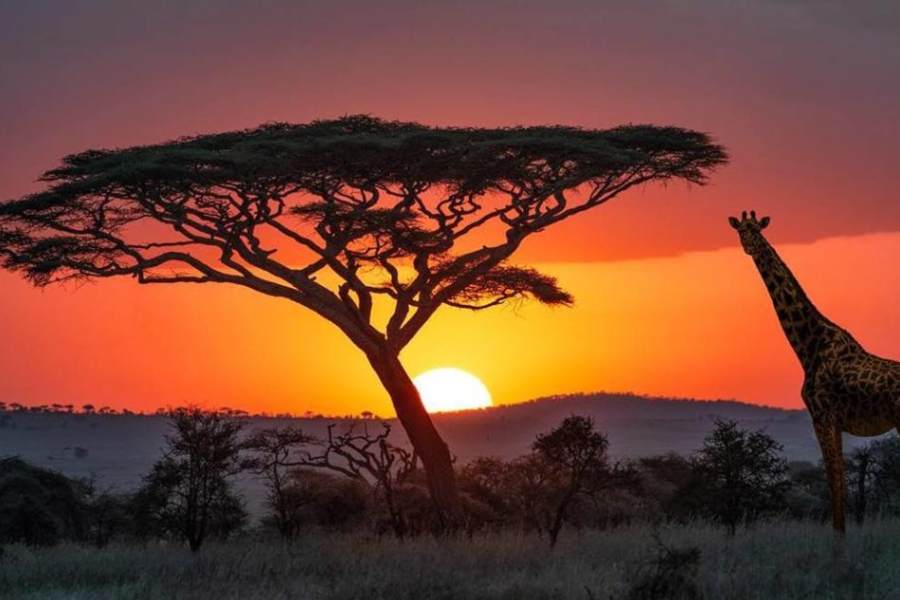 কোথায়: ভারত মহাসাগরের তীরে পূর্ব আফ্রিকার দেশ তানজানিয়া।