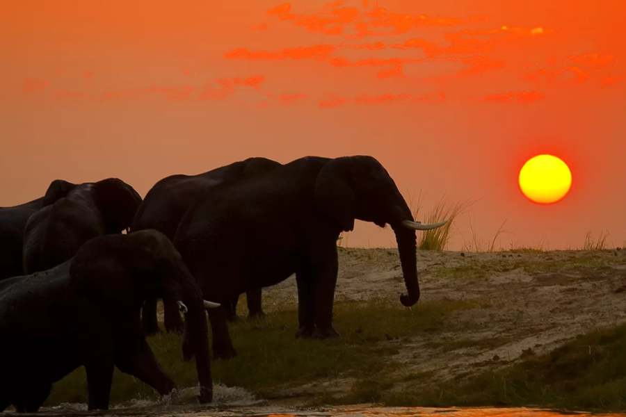 ইতিহাস ও সংস্কৃতি: দেশটির তুমুল জাতিগত বৈচিত্র্যের কারণে এখানে প্রচলিত ১০০টি ভিন্ন ভিন্ন ভাষা। তার মধ্যে অবশ্য সরকারি ভাষা দু'টি। ইংরেজি ও সোয়াহিলি।
