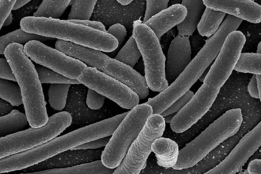 রান্না করার পর তা সঠিক তাপমাত্রায়, সঠিক ভাবে সংরক্ষণ না করলে তার মধ্যে ‘ব্যাসিলাস সেরেয়াস’ নামক ব্যাক্টেরিয়া জন্মায়। সেই ব্যাক্টেরিয়ার সংক্রমণে যে রোগ হয়, তা-ই ‘ফ্রায়েড রাইস সিনড্রোম’ নামে পরিচিত।