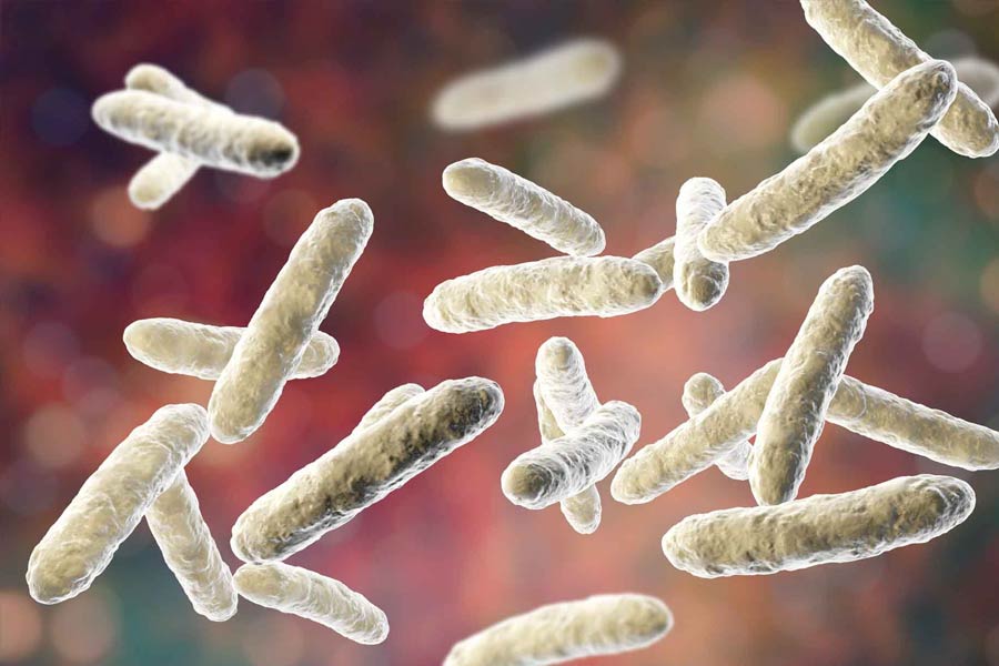 ব্যাসিলাস সেরেয়াস নামের ব্যাক্টেরিয়ার সহজে ধ্বংস করা যায় না। এমনকি তাপমাত্রা বৃদ্ধি করলেও তাদের মৃত্যু হয় না। বরং তাপমাত্রা সহ্য করার ক্ষমতা রয়েছে এই ব্যাক্টেরিয়ার বলে পুষ্টিবিদদের দাবি।