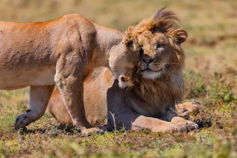 ১৯৬৪ সালে টাঙ্গানিকা এবং জাঞ্জিবার, এই দুই দেশ মিলেমিশে তানজানিয়া প্রজাতন্ত্রের সৃষ্টি। তাঙ্গানিকার 'তান্' ও জাঞ্জিবারের 'জান্' শব্দাংশ মিলে তানজানিয়া। যার রাজধানীর নাম দোদোমা।বোমার মতো না ফাটলেও তানজানিয়ার রাজধানী-সহ অন্যত্র প্রায়ই এ দেশের বাসিন্দাদের উপরে মূলত বিস্ফোরণ ঘটিয়েই আক্রমণ চলে। 