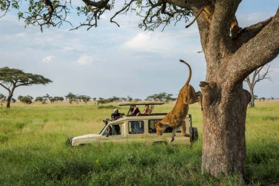 তানজানিয়ার আদিবাসী উপজাতি হাডজা ও স্যান্ডওয়ের মধ্যে এখনও শিকারী সংগ্রামীদের সন্ধান মেলে। পাশাপাশি এ দেশের চাকুরিজীবী সবচেয়ে বেশি সংখ্যক মানুষ লোহা ও ইস্পাত উৎপাদন শিল্পের সঙ্গে যুক্ত। এ ব্যাপারে বিশেষ করে ভারত থেকে সবচেয়ে বেশি যাত্রিবাহী জাহাজ ও ব্যবসায়ীদের সেই প্রথম সহস্রাব্দ এডি থেকে পূর্ব আফ্রিকার এই অঞ্চলে যাতায়াতের ইতিহাস আছে। কিন্তু বাঙালি বহু যুগ ধরে তানজানিয়ায় মজে দেশটার অপার ভৌগোলিক সৌন্দর্যের টানে!