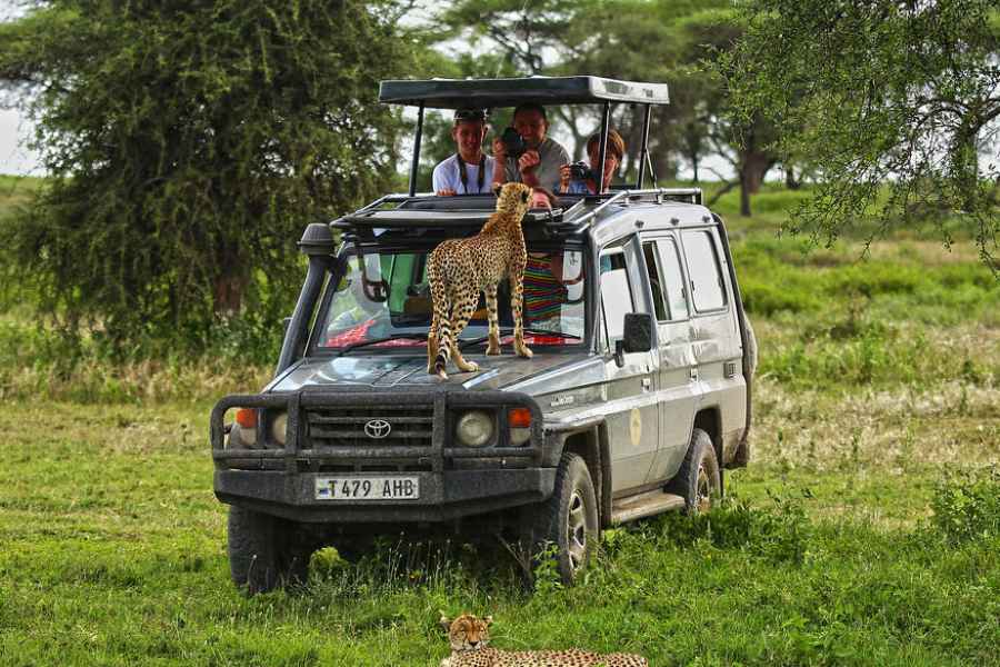 কী দেখবেন:  আফ্রিকা মহাদেশের ১৩ তম এবং গোটা পৃথিবীর ৩১তম বৃহত্তম দেশ তানজানিয়ার ৩৮ শতাংশ ভূমি কেবলমাত্র বনাঞ্চল এবং বন্যপ্রাণীদের সংরক্ষণের জন্য সম্পূর্ণ রূপে সুরক্ষিত। ১৬টি বিশাল জাতীয় উদ্যান আছে এ দেশে। উত্তর ও দক্ষিণে যথাক্রমে কেনিয়া ও উগান্ডা সীমান্ত থেকে শুরু করে তানজানিয়ার উত্তর-পূর্বে কিলিমাঞ্জারোর ঘন জঙ্গল, উত্তর-পশ্চিমে গোটা আফ্রিকা মহাদেশের মধ্যে বৃহত্তম হ্রদ, লেক ভিক্টোরিয়া ভ্রমণপিপাসু বাঙালি পর্যটকদের নেশার মতো টানে। যে টান 'চাঁদের পাহাড়'-এর শঙ্কর থেকে বাস্তবের ক্রিকেট তারকা সৌরভ গঙ্গোপাধ্যায় পর্যন্ত অস্বীকার করতে পারেননি!