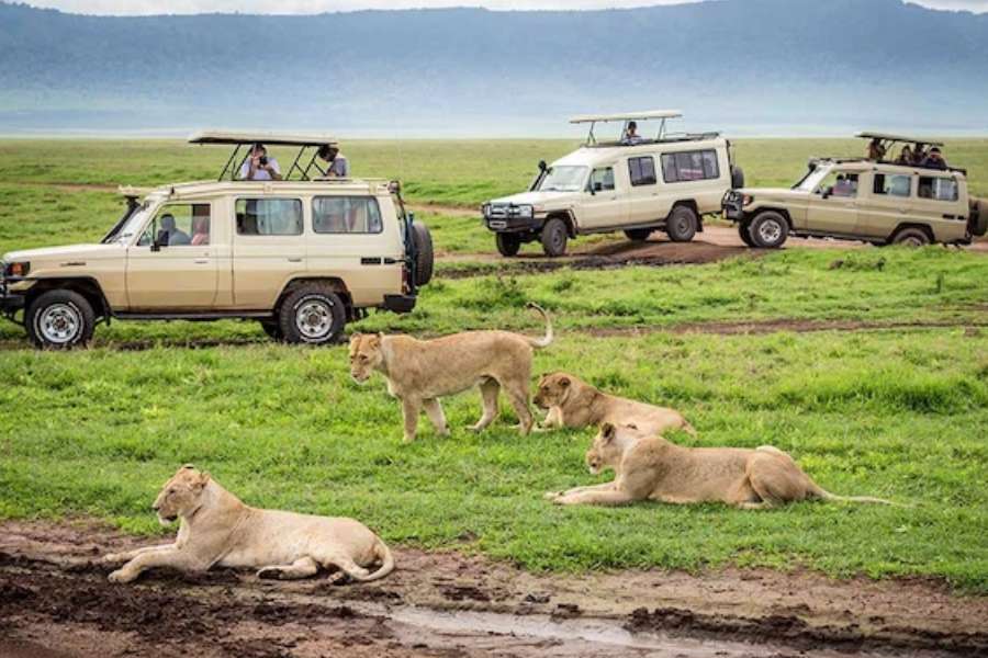 জগদ্বিখ্যাত যেসব টুরিস্ট স্পটগুলোর জাঙ্গল সাফারি অতুলনীয় এবং অদ্বিতীয় দুই-ই। গোমেবস্ট্রিম ন্যাশনাল পার্কে শিম্পাঞ্জির চারণভূমি বিশ্বের আর কোথাও নেই। সেরেঙ্গেটি অরণ্যের জঙ্গলের অদ্ভুত বিরল বন্যপ্রাণীর সঙ্গে সঙ্গে সেখানকার ২৭৫ ধরনের ভয়ঙ্কর সব সরীসৃপের সন্ধানও আপনি একমাত্র তানজানিয়াতেই পাবেন।