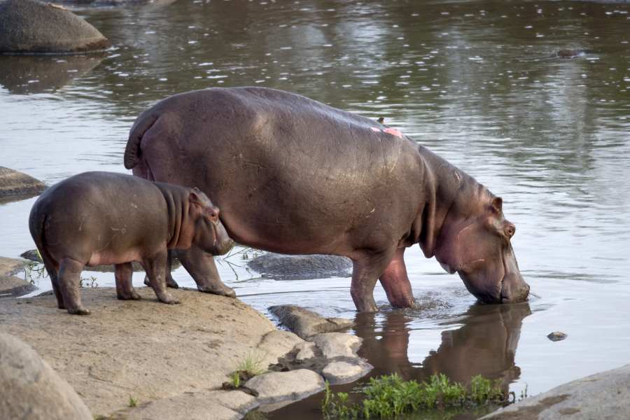 কী ভাবে যাবেন: তাই পুজোয় বাজেট তৈরি করে তানজানিয়ার বিমানে উঠে পড়ুন। হয়ে উঠুন 'চাঁদের পাহাড়'-এর শঙ্কর! এই প্রতিবেদনটি 'আনন্দ উৎসব' ফিচারের একটি অংশ। 