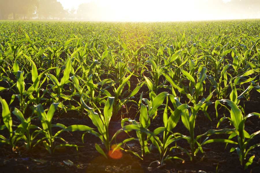 গ্রামের এক টুকরো জমিতে চাষবাস করে বছরে প্রায় তিন লক্ষ টাকা আয় হত দীপকের বাবার। তবে দীপককে পড়ানোর জন্য টাকাপয়সাও জোগাড় করে ফেলেছিলেন তিনি। মূলত বাবার উৎসাহেই কোটায় গিয়ে জয়েন্টের প্রস্তুতি নেওয়ার সিদ্ধান্ত নেন দীপক। সেটা ছিল ২০১১ সাল।