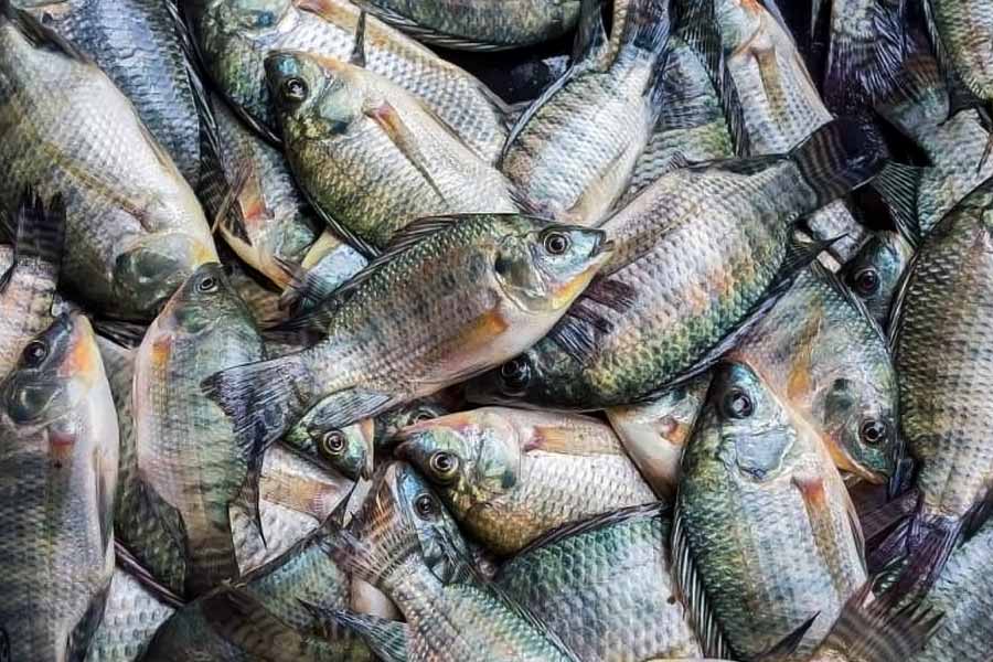 US woman almost loses her life after eating contaminated Tilapia fish