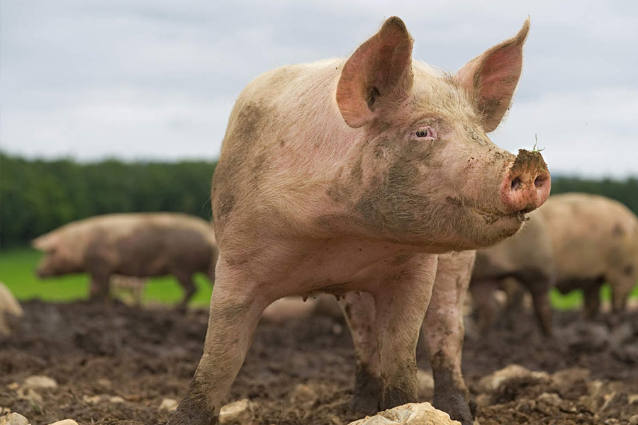 World’s second pig-heart transplant successful in the US.