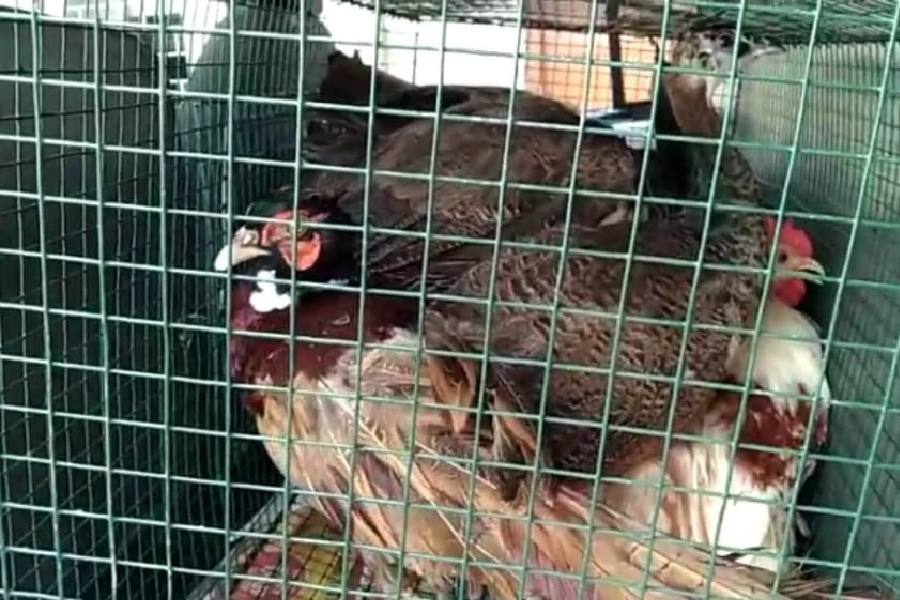 Before being smuggled to Bangladesh, five peacocks were recovered at Nadia border, one smuggler was arrested dgtld