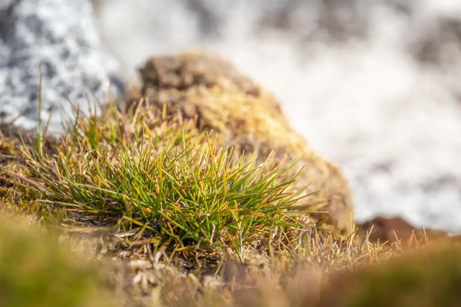 Plants are flowering in Antarctica, a warning sign 