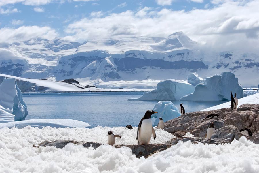 Plants are flowering in Antarctica, a warning sign 