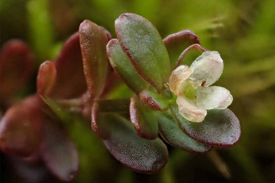 Plants are flowering in Antarctica, a warning sign 