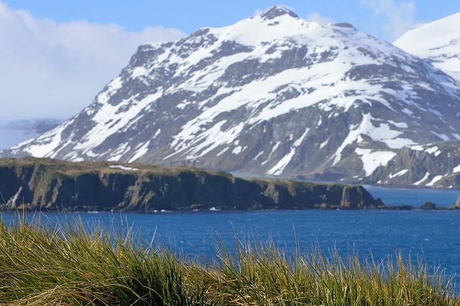 Plants are flowering in Antarctica, a warning sign 