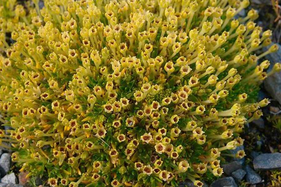 Plants are flowering in Antarctica, a warning sign 