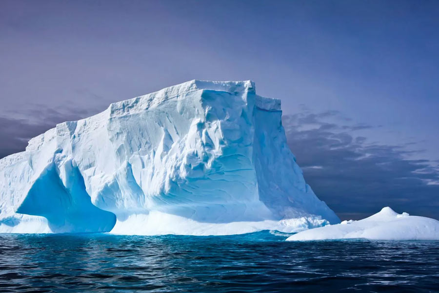 Plants are flowering in Antarctica, a warning sign 