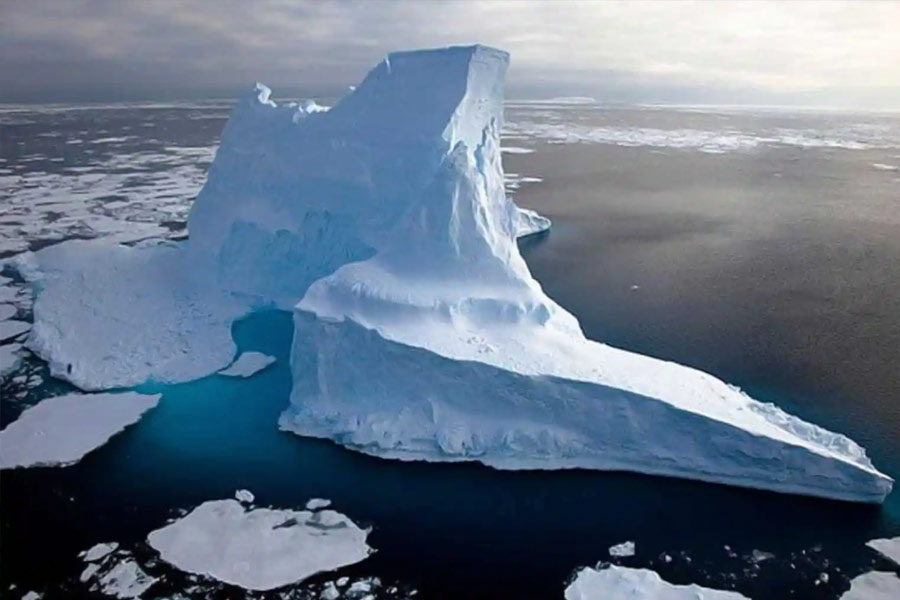 Plants are flowering in Antarctica, a warning sign 