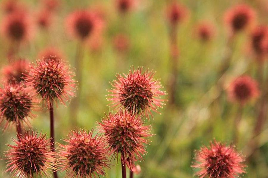 Plants are flowering in Antarctica, a warning sign 
