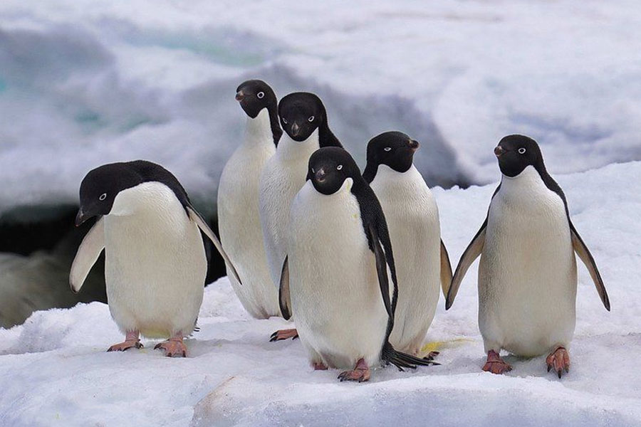 Plants are flowering in Antarctica, a warning sign 